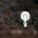 A tiny mushroom growing inside a rotten tree trunk. Microclimatic conditions inside the trunk caused condensation to form.